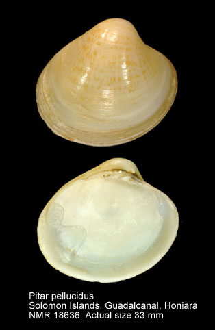 Pitar pellucidus.jpg - Pitar pellucidus(Lamarck,1818)